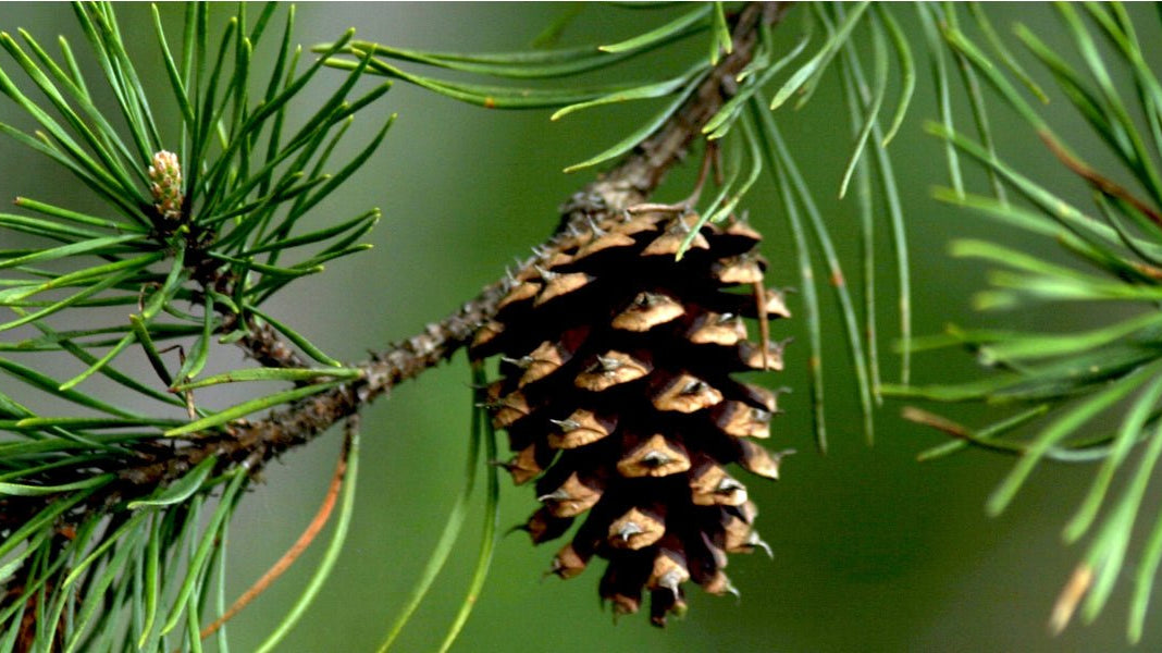The Organic Pine Essential Oil Guide - Elliotti