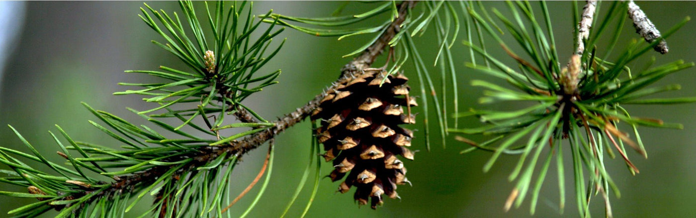 Le guide des huiles essentielles de pin bio – Elliotti