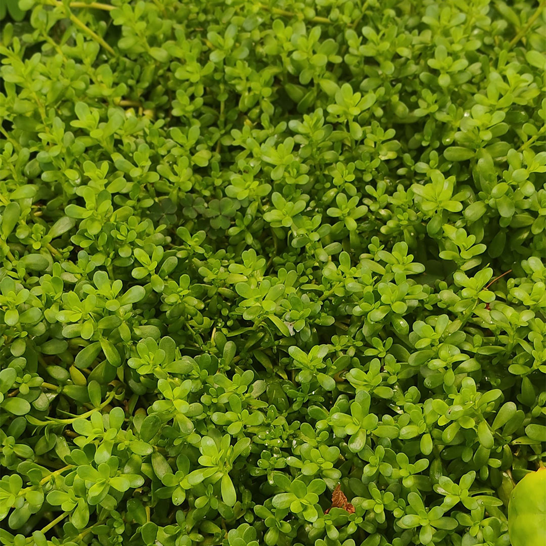 Close-up of a dense green ground cover plant with small oval leaves and branching stems.