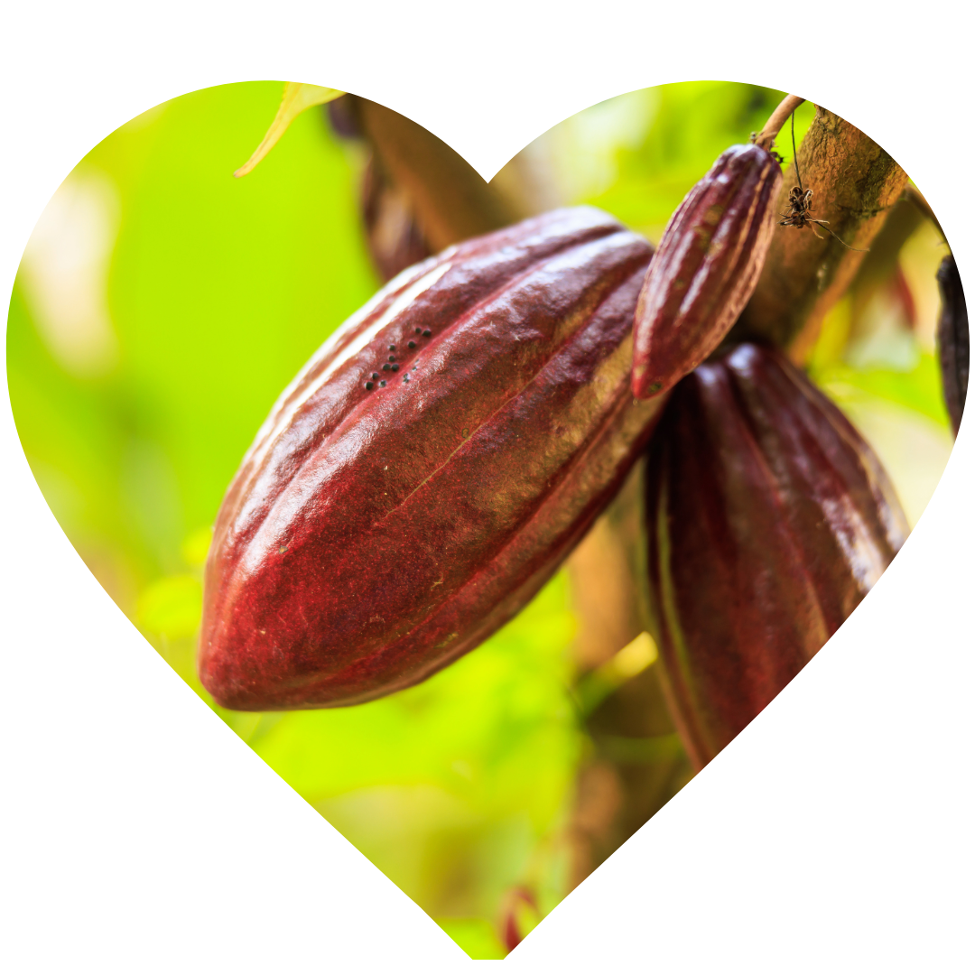 COCOA (Theobroma cacao L.)