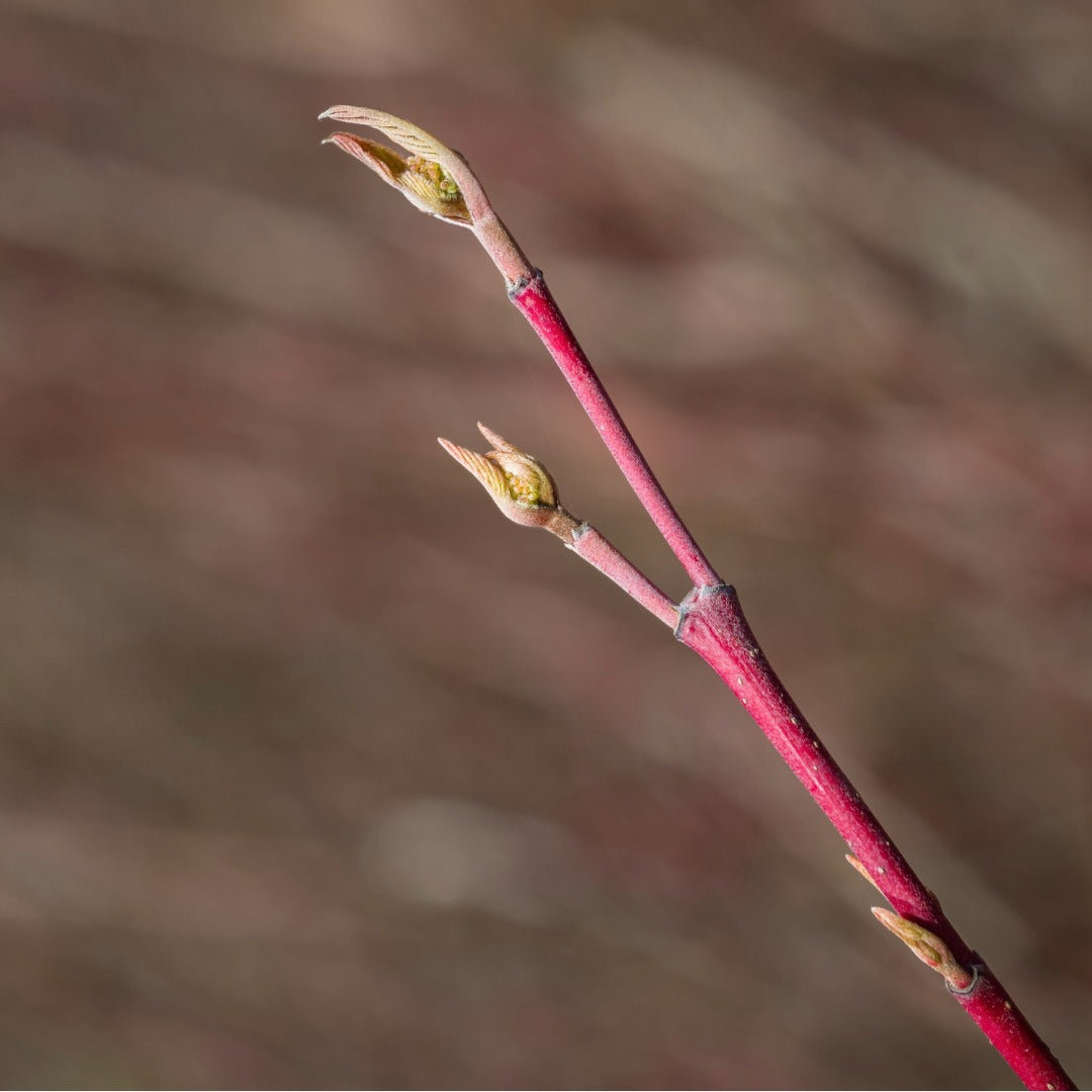 Close-up of a red twig plant stem with two small budding leaves of Cornus sanguinea against a soft, blurred brown background.