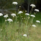 White wild carrot flowers with green stems and leaves growing in a grassy field.