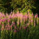 A field of bright pink-purple willowherb ( Epilobium angustifolium ) with green stems and leaves, set against a soft-focus background of dark green foliage.