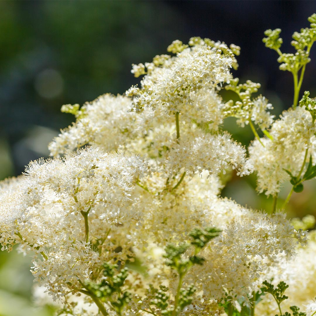 Close-up of delicate white flower clusters of Filipendula ulmaria with green stems against a softly blurred green and dark background.