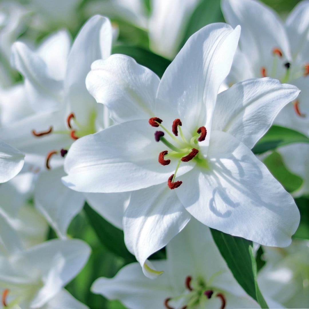 White lilies in full bloom with green leaves, photographed in bright natural light.