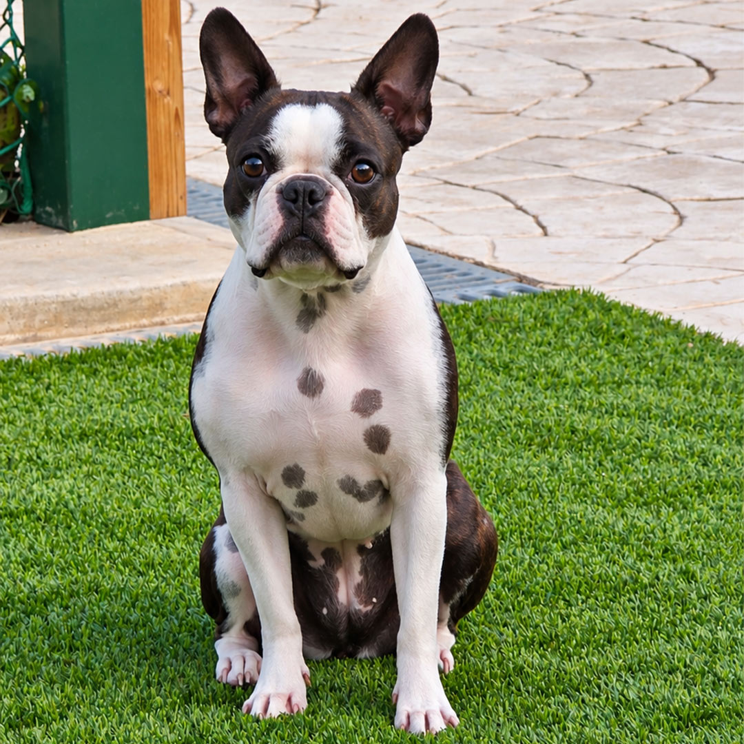 Luna our 4 year old Boston terrier, who we love! Image taken September 2026.