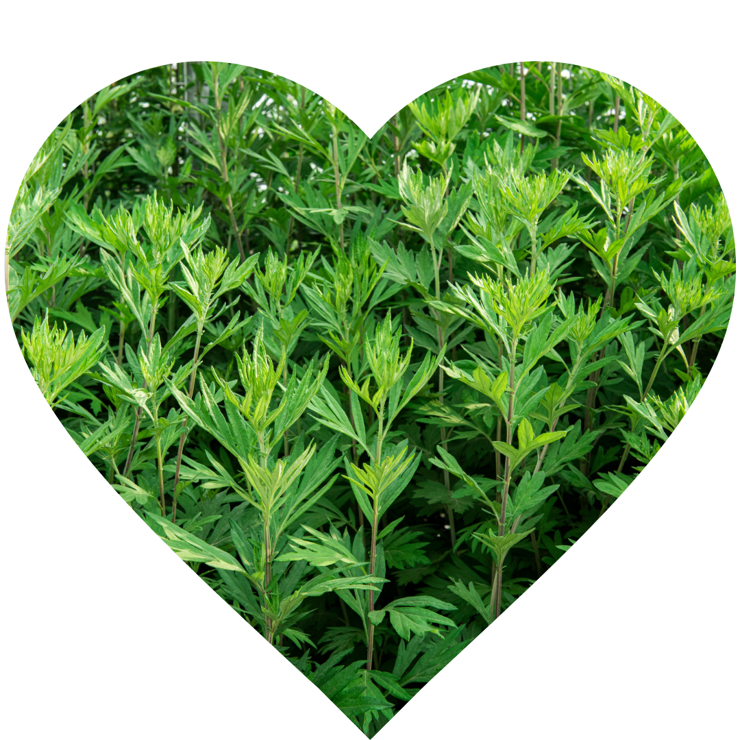 MUGWORT or WORMWOOD (Artemisia absinthium)