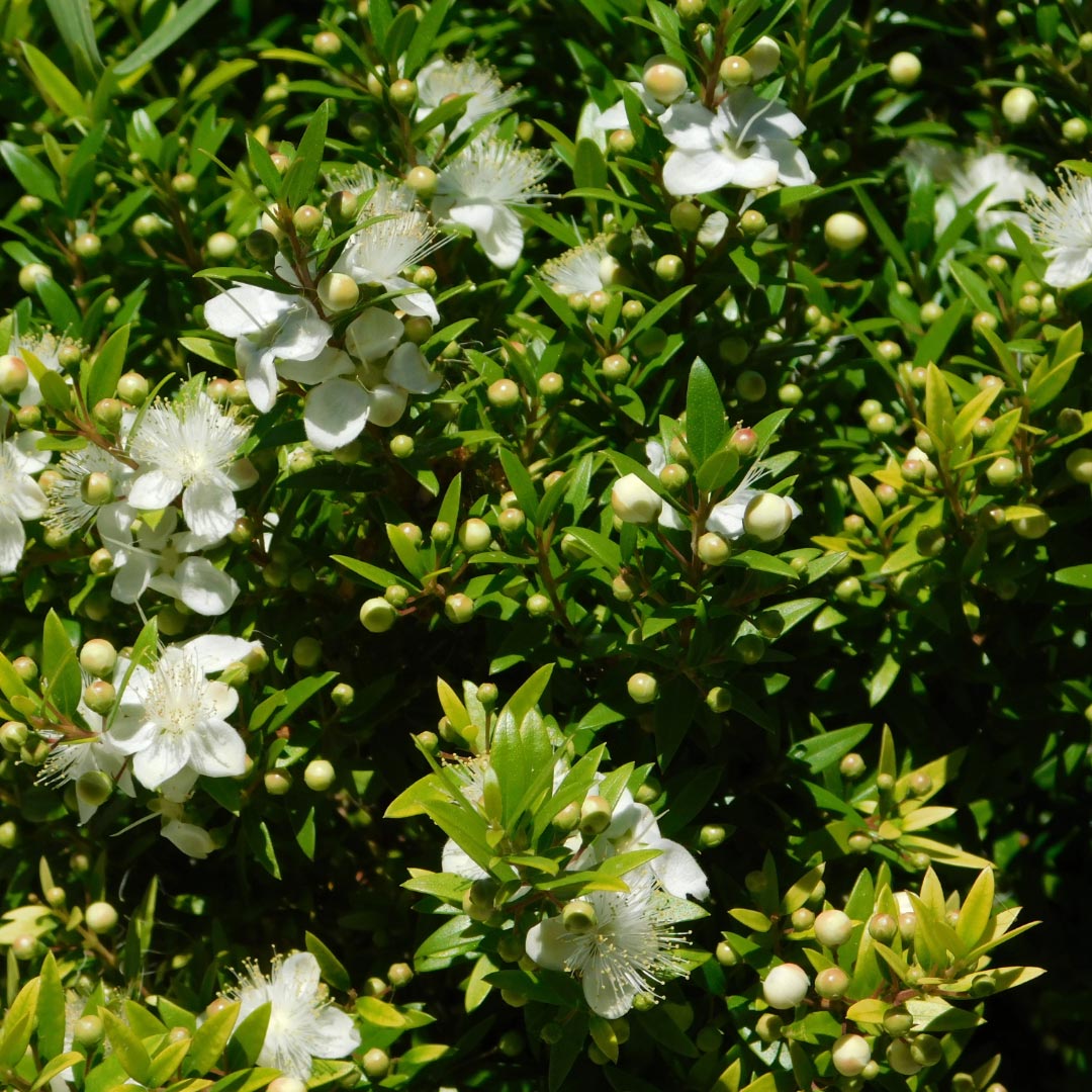 Myrtle - Myrtus communis shrub - Elliotti