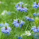 Blue Nigella sativa flowers with delicate spiky petals and green stems growing in a lush green field.