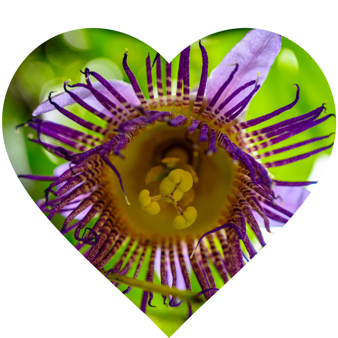 PASSIONFLOWER (Passiflora incarnata L)