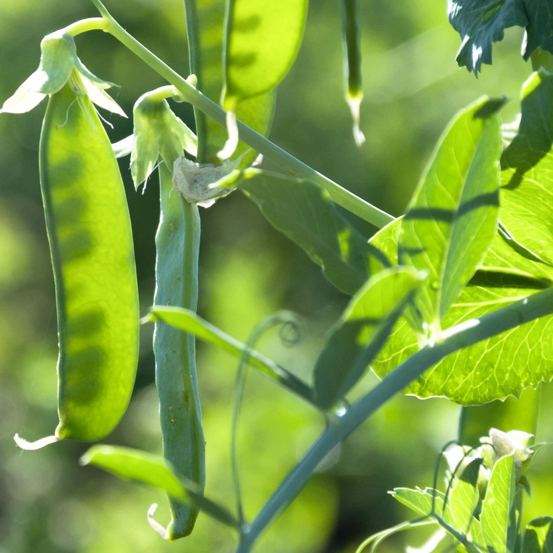 Close-up of green pea pods Pisum sativum hanging from a pea plant vine in a sunlit garden.