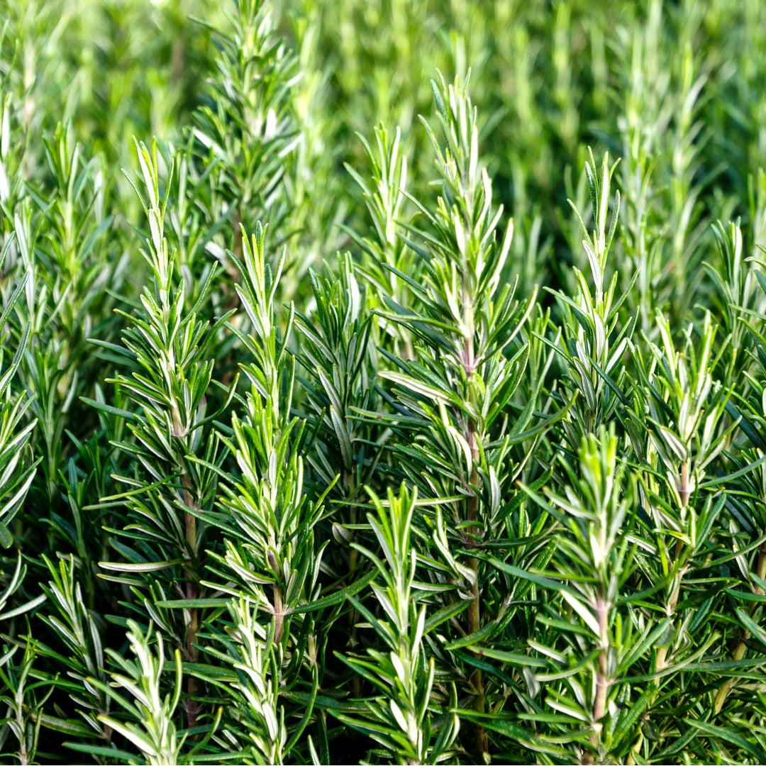 Close-up of a rosemary plant (Rosmarinus officinalis) with dense, needle-like green foliage growing in a field.