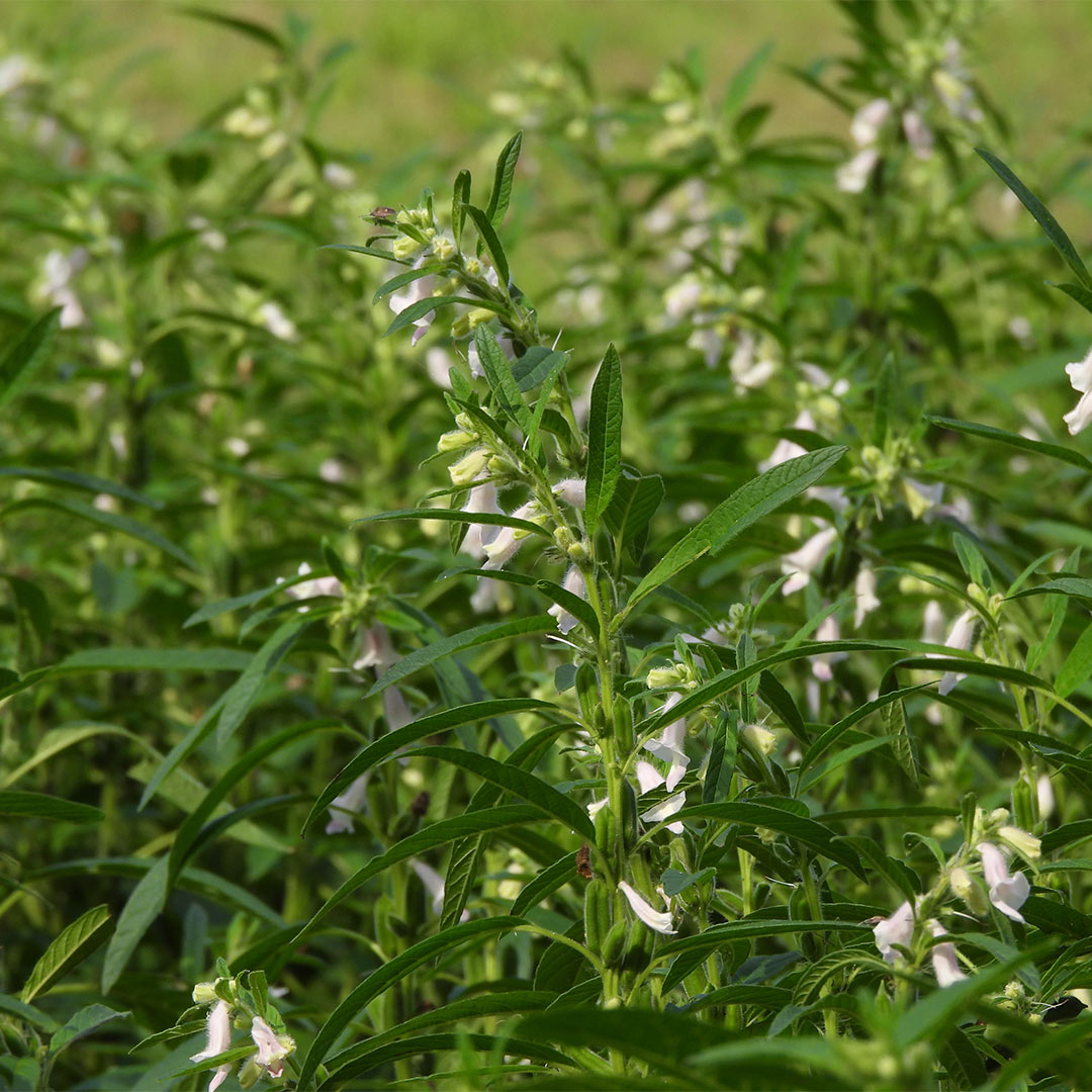 A close-up view of a dense field of sesame plants with narrow leaves and small white bell-shaped flowers, photographed outdoors in natural light.
