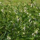 A close-up view of a dense field of sesame plants with narrow leaves and small white bell-shaped flowers, photographed outdoors in natural light.