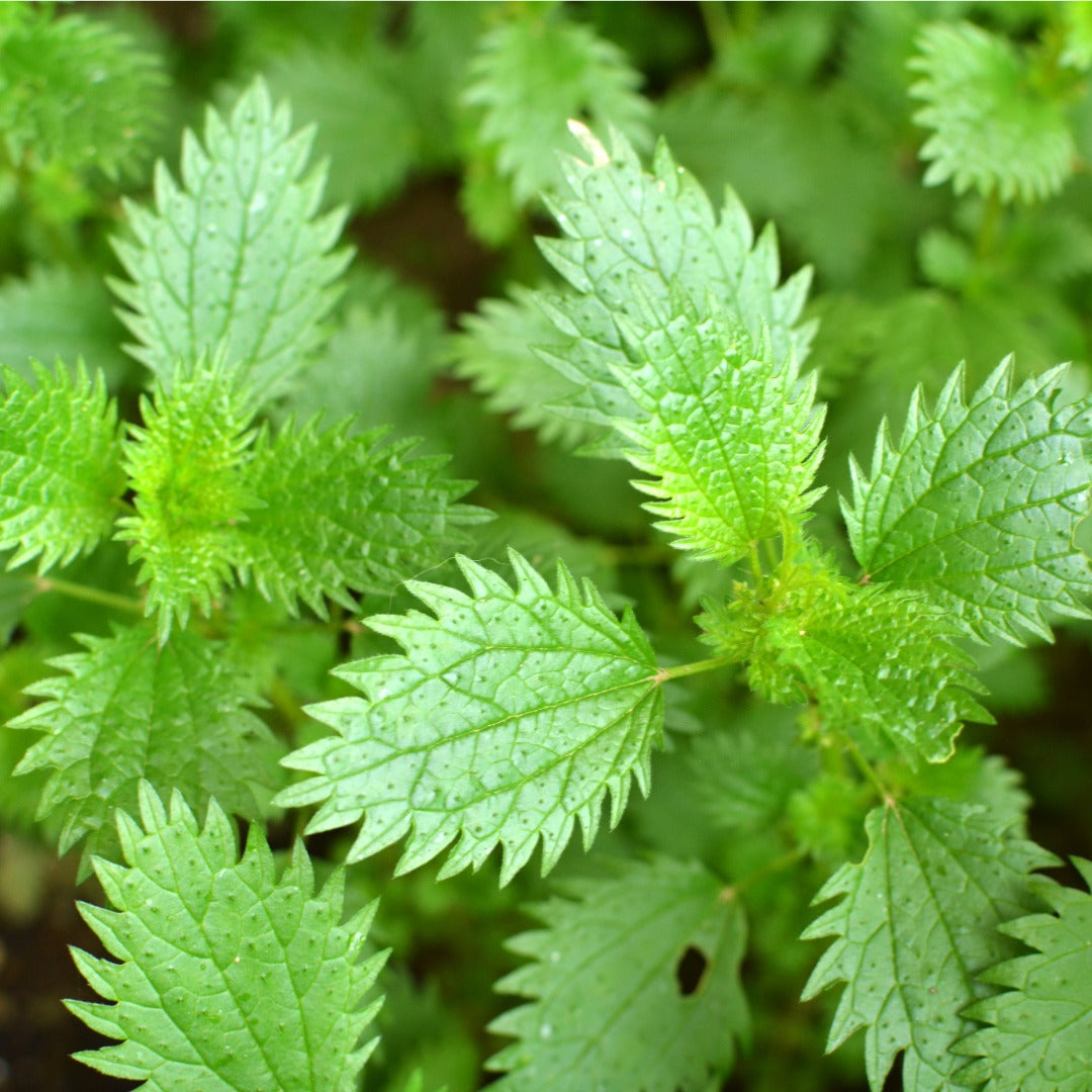 Close-up of fresh green nettle leaves with visible texture, water droplets, and serrated edges growing together in a natural setting.