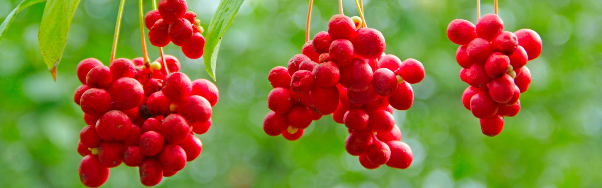 Schisandra berries