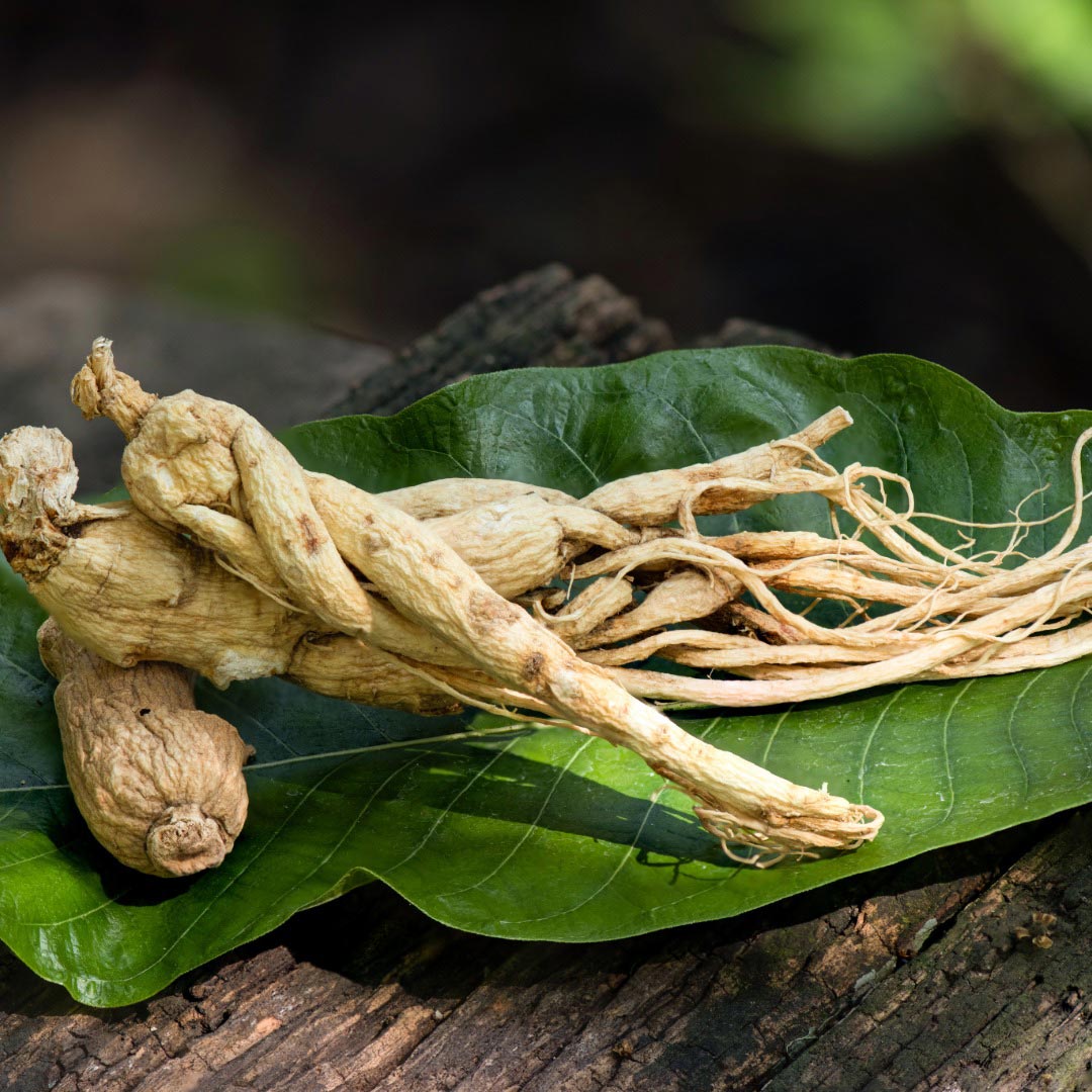 Ginseng roots on a large green leaf with a natural background 