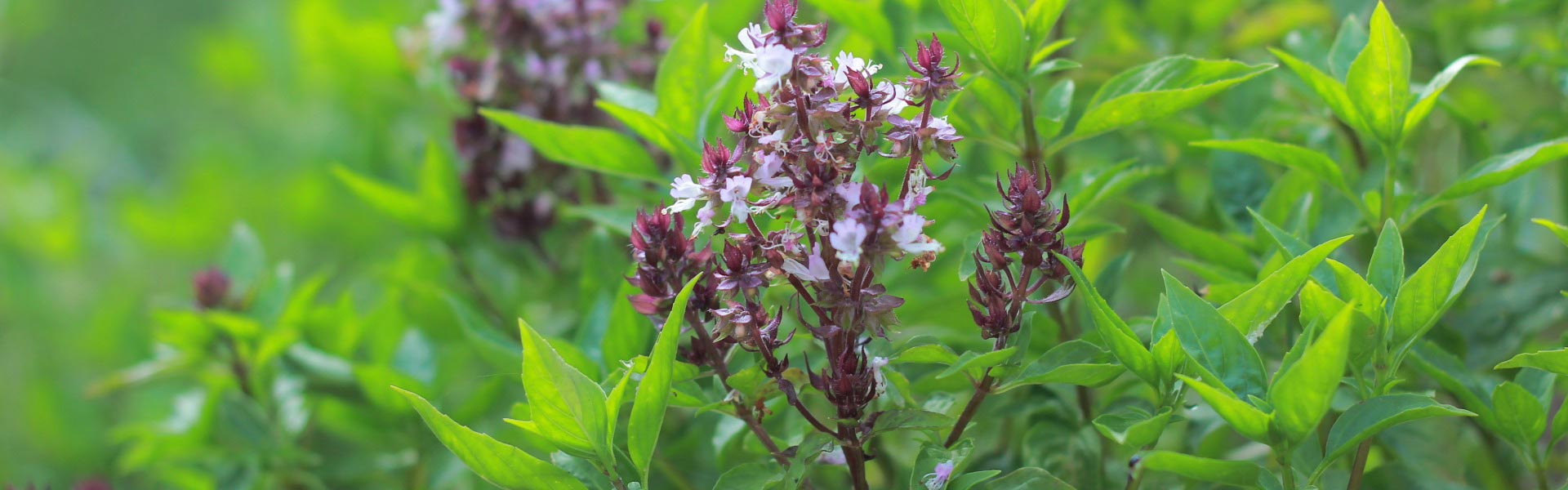 Close-up of a Holy Basil Tulsi plant with purple flowers and green leaves