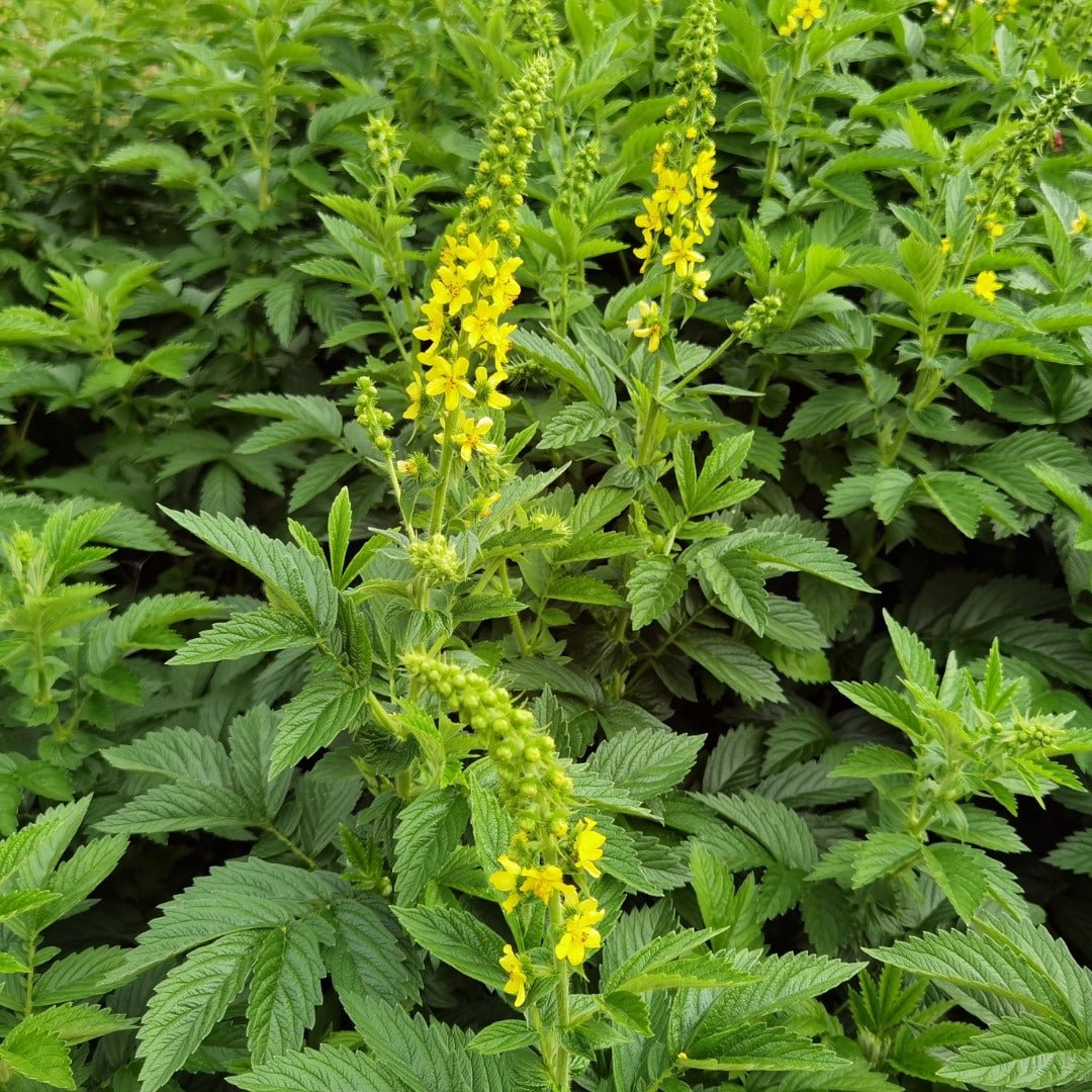 Bioptimal Agrimony Organic Infusion, 60g - Elliotti