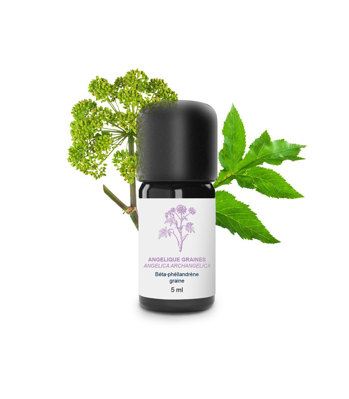 Essenciagua Angelica Seeds Organic Essential Oil, 5ml - Elliotti