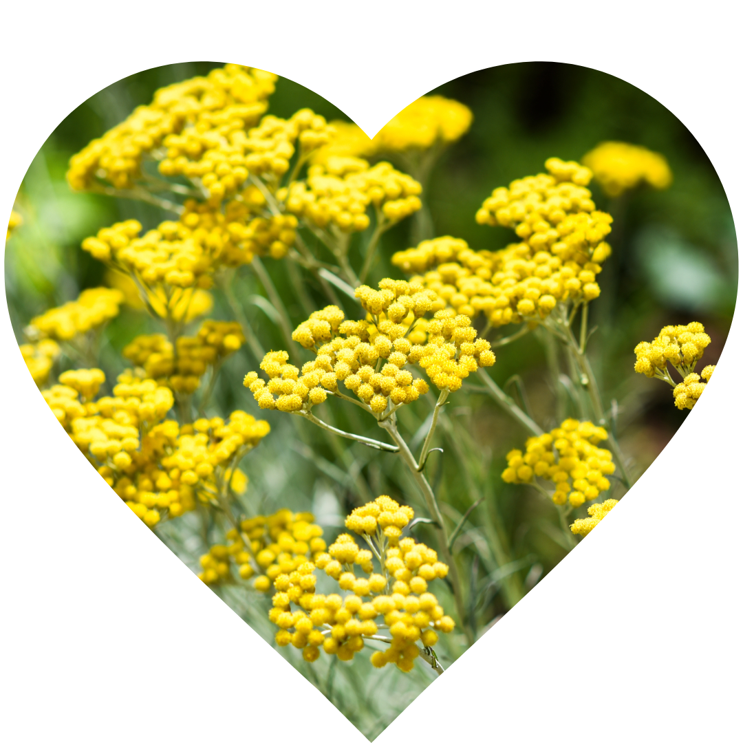 Helichrysum flowers - Elliotti