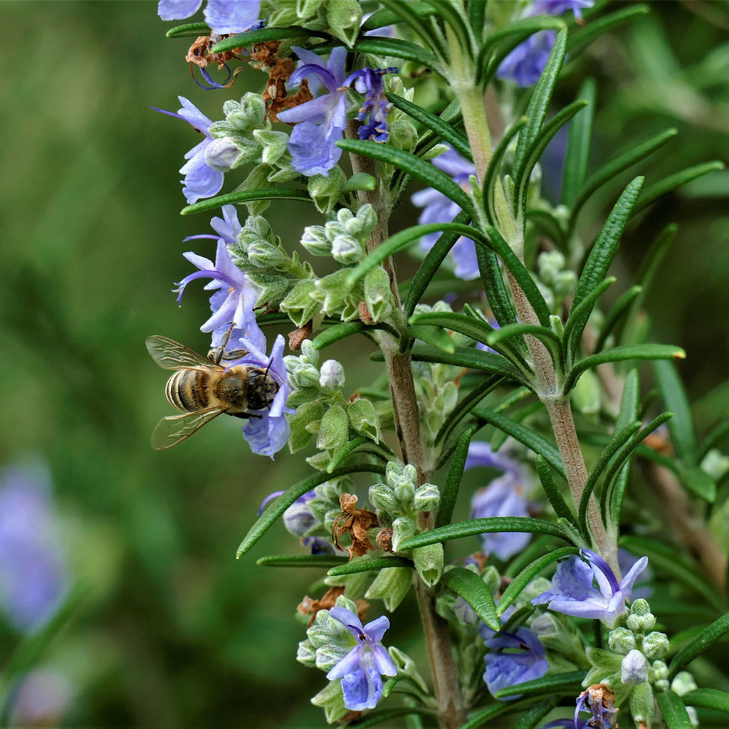 A rosemary plant with purple flowers with a bee