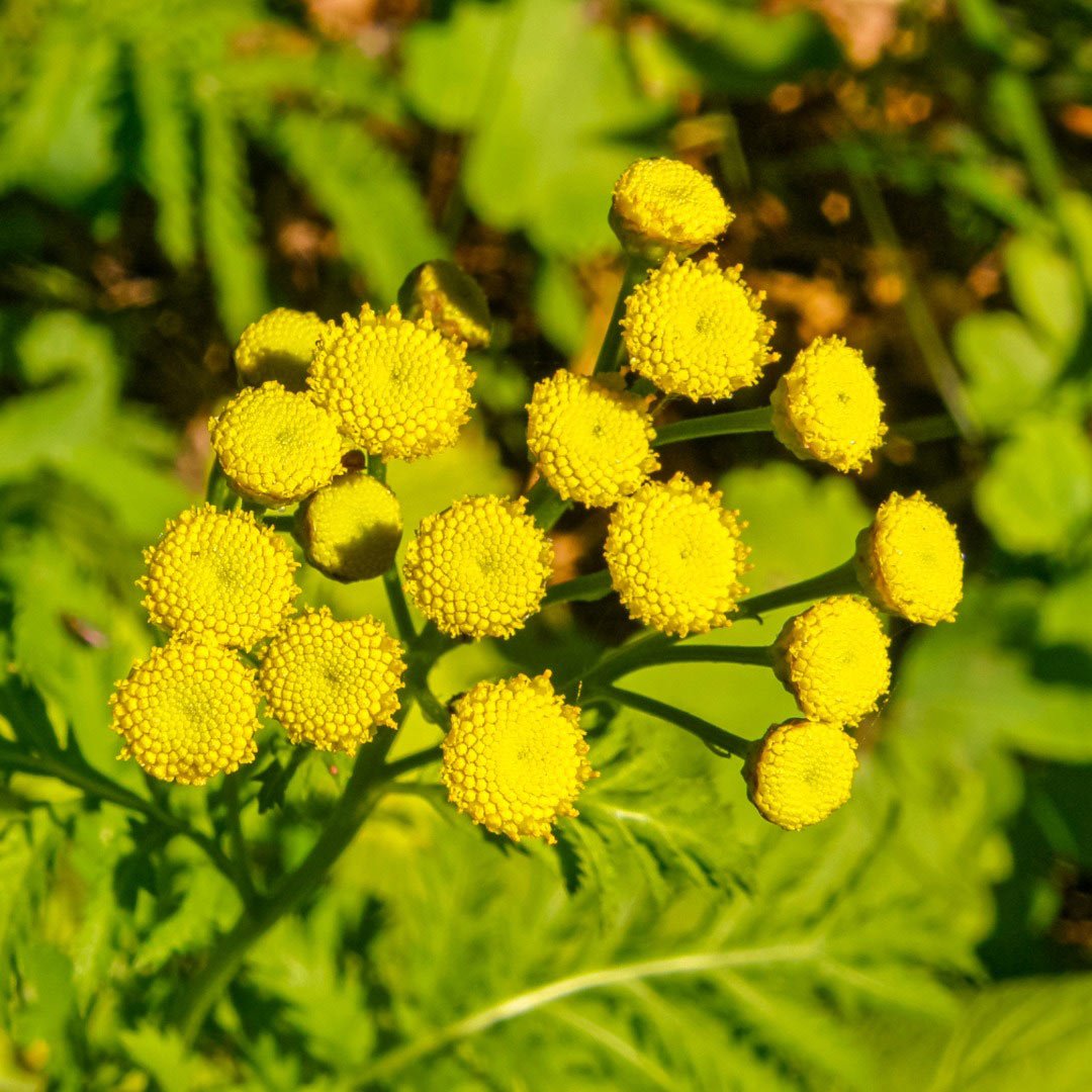 Ad Naturam Blue Tansy Organic Essential Oil, 5 ml - Elliotti
