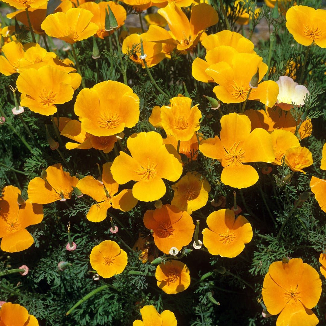 Herbiolys California Poppy Organic Fresh Extract, 50ml - Elliotti