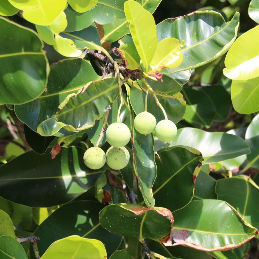 Calophyllum (Tamanu) Organic Vegetable Oil - Elliotti