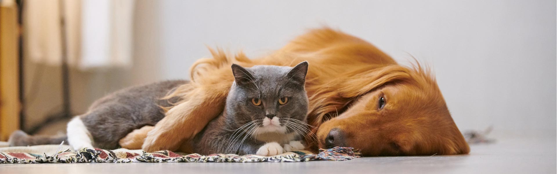 A grey and white cat laying together with a brown dog on the floor