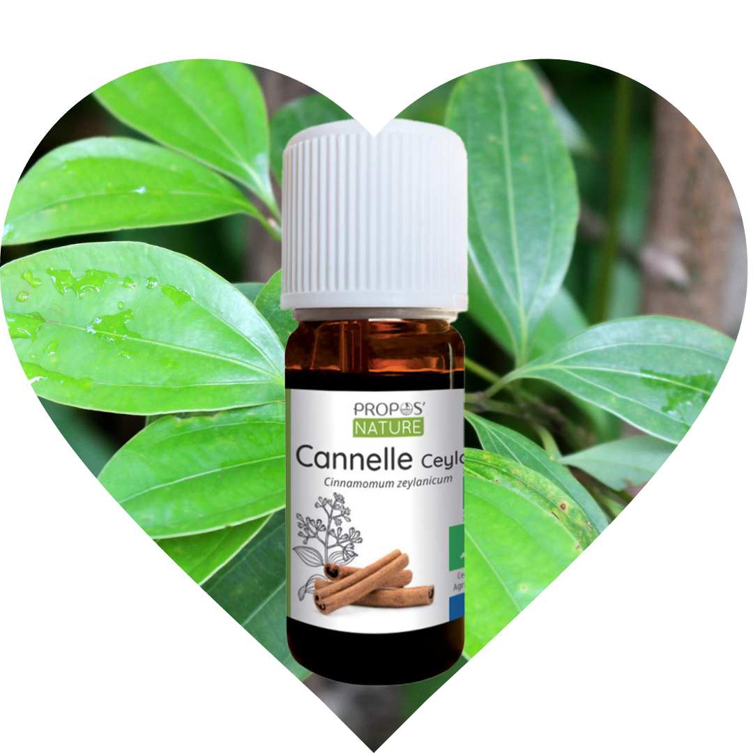 A bottle of Cinnamon leaf essential oil from French Propos Nature in front of Cinnamon leafs
