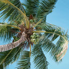 Propos'Nature Coconut Organic Virgin Oil, 100ml - Elliotti