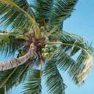 A close-up view of a coconut palm tree with green coconuts hanging in the center, surrounded by long green fronds against a clear blue sky.
