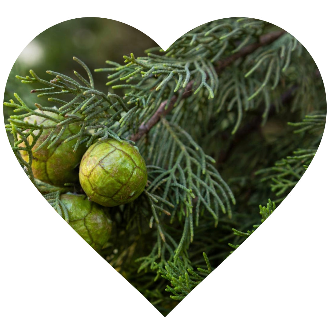 An image of Cypress in the shape of a heart