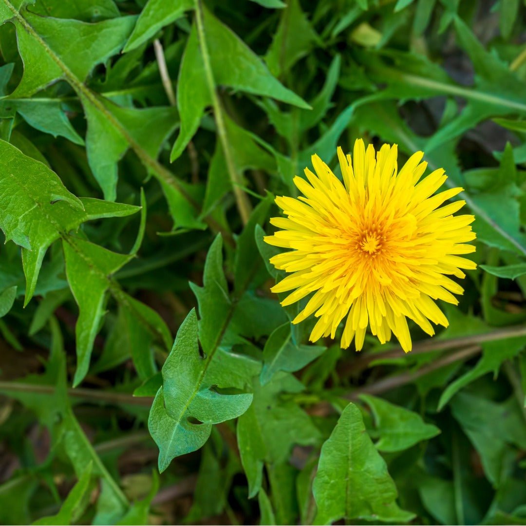 Bioptimal Dandelion Organic Infusion, 30g - Elliotti