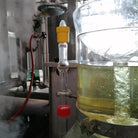 A close-up of a glass distillation apparatus with a large clear pot containing pale yellow liquid of Abies alba, a vertical glass column with a yellow top cap and red bottom cap, and industrial metal equipment in the background with visible steam.