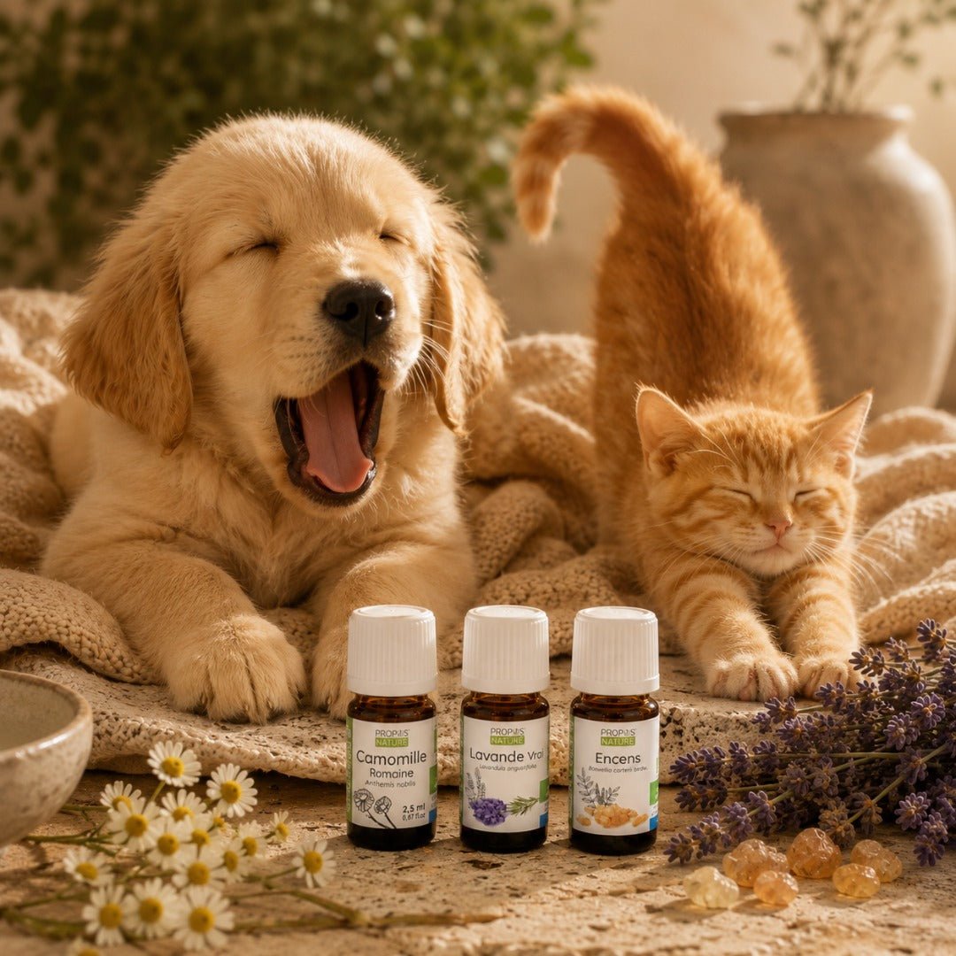 Elliotti DIY Diffuser Blend - De-Stress - Elliotti