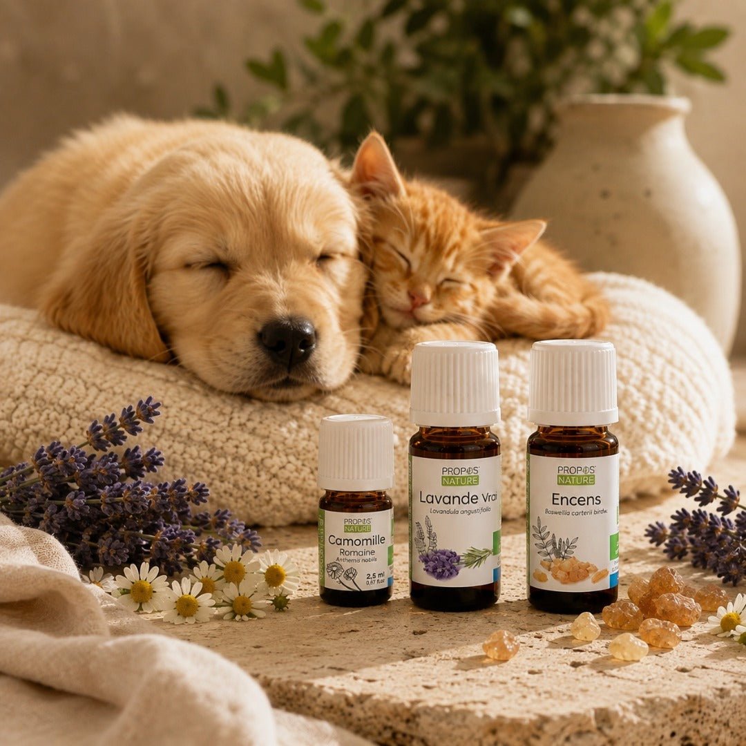 Elliotti DIY Diffuser Blend - De-Stress - Elliotti