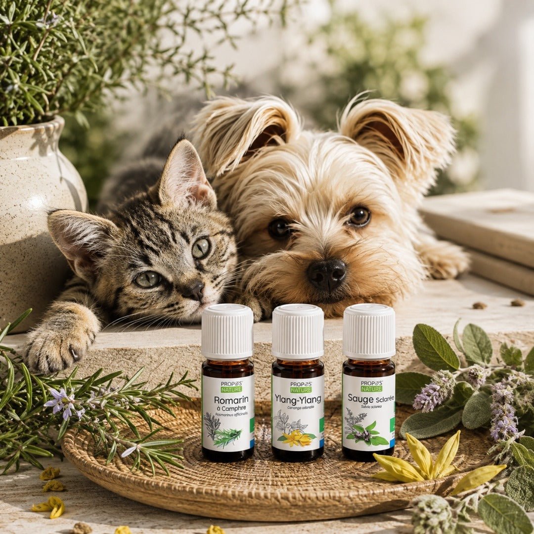 Elliotti DIY Diffuser Blend - Paw Focus - Elliotti