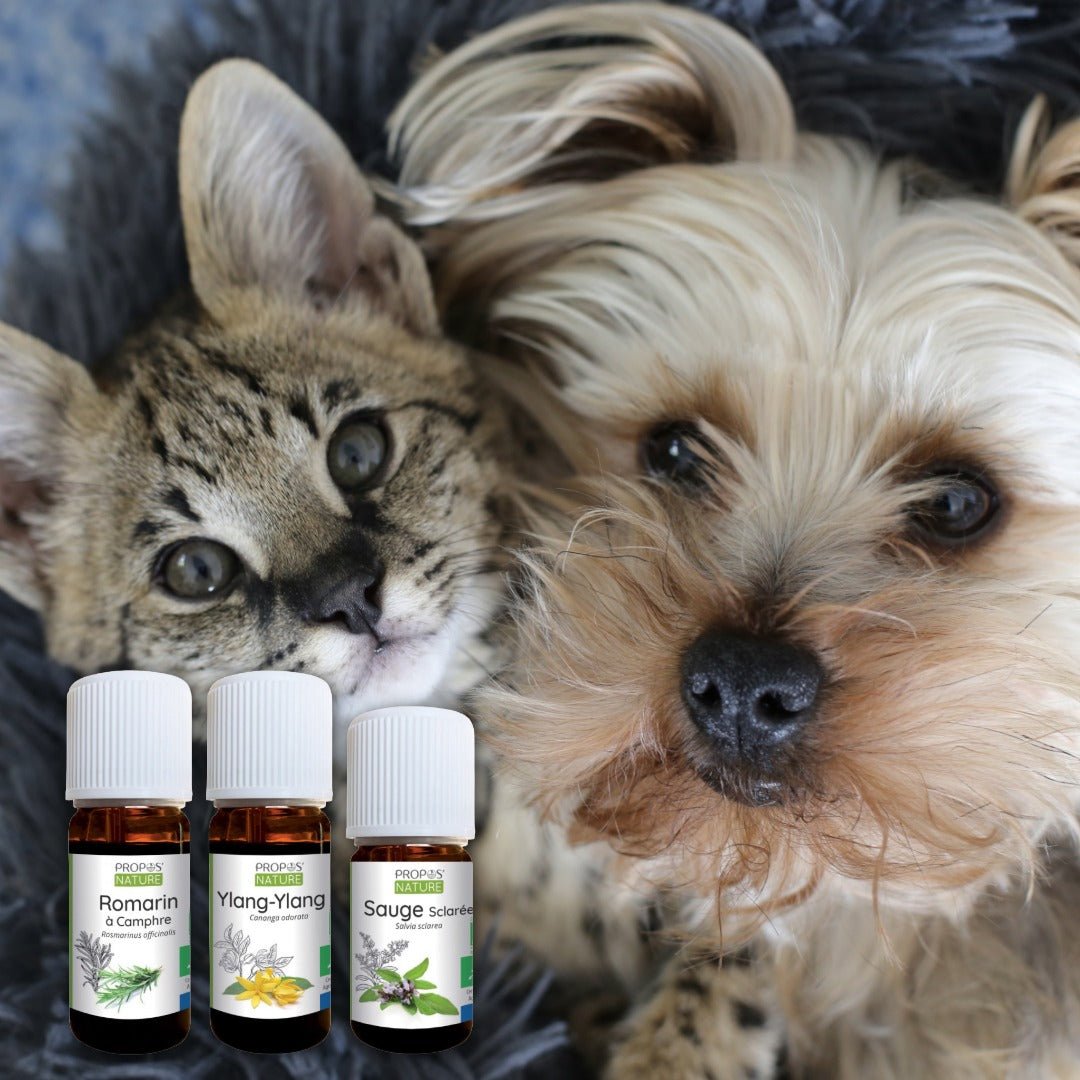 Elliotti DIY Diffuser Blend - Paw Focus - Elliotti