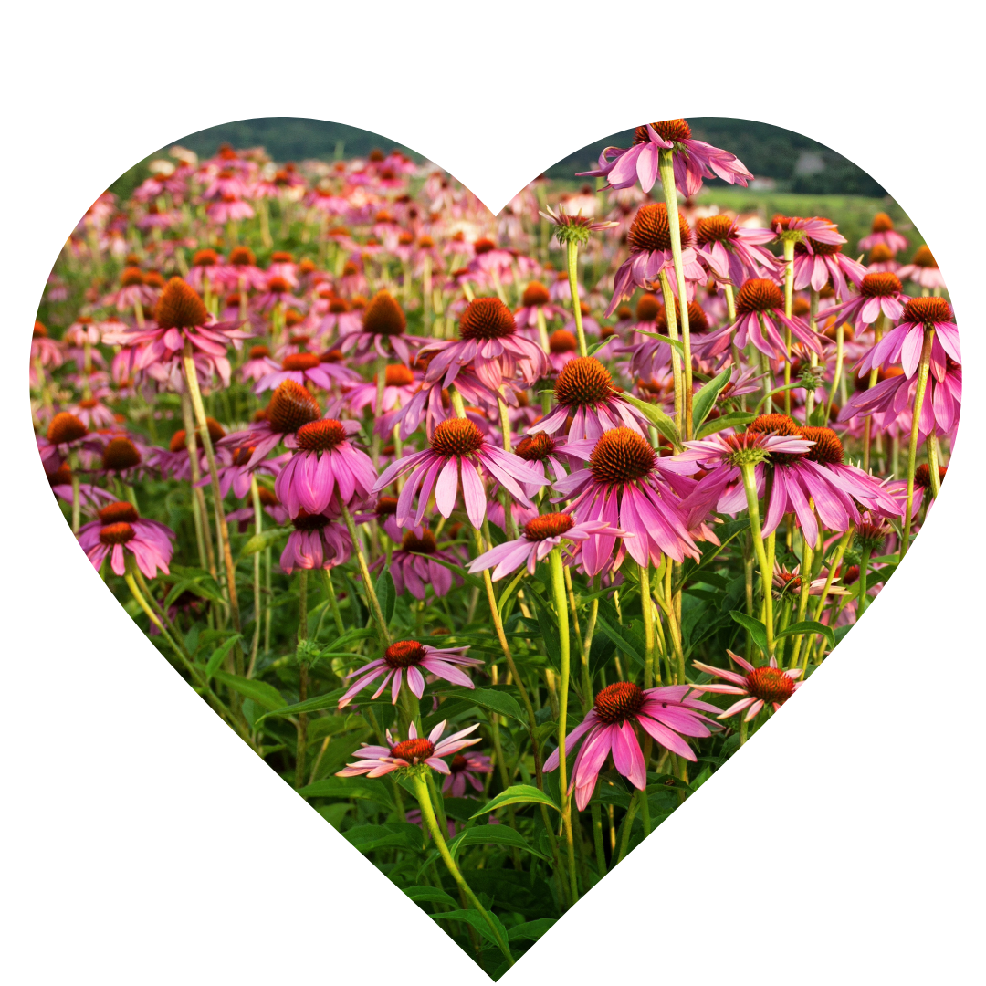 Echinacea Plants - Elliotti