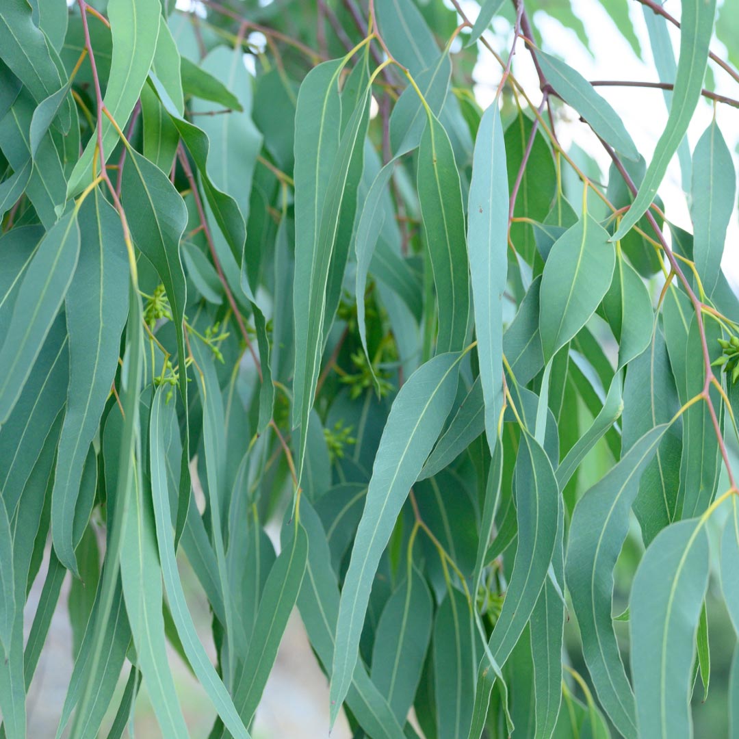 Laboratoire Propos'Nature Eucalyptus Lemon Organic Essential Oil, 10ml - Elliotti