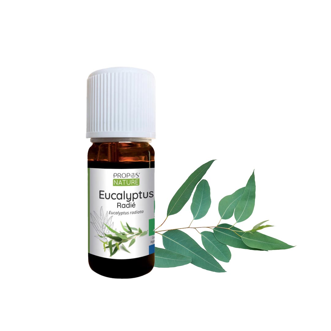 Eucalyptus Radiata Organic Essential Oil, 10ml - Elliotti