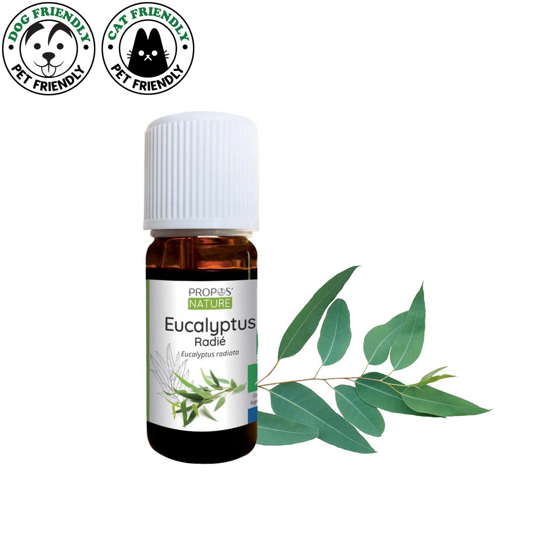 Eucalyptus Radiata Organic Essential Oil, 10ml - Pet Safe to diffuse in an aroma diffuser - Elliotti