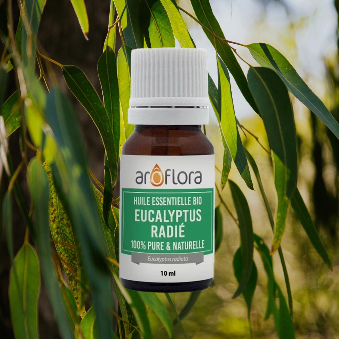 A bottle of organic Eucalyptus radiata from French Aroflora on a background of eucalyptus leaves