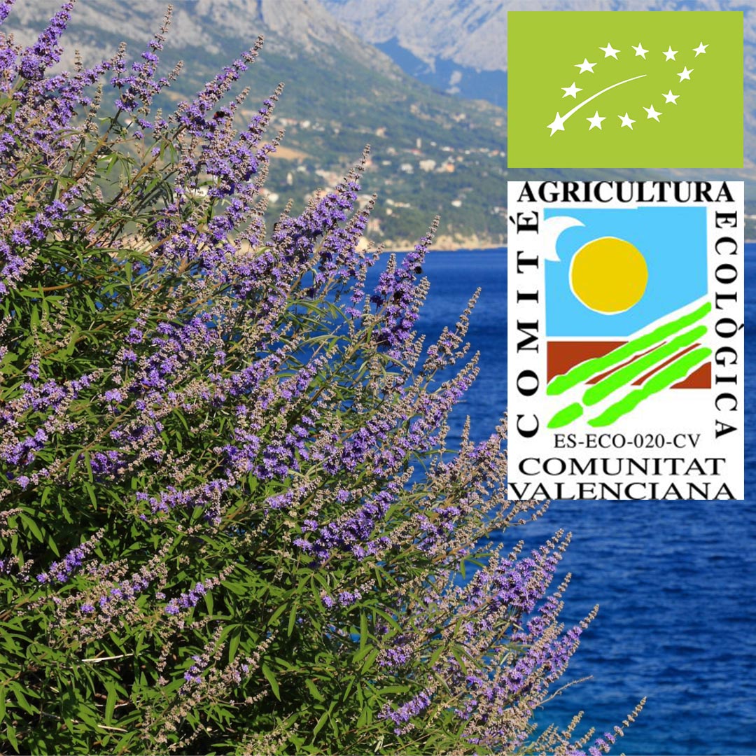 The medicinal plant Vitex agnus castus in purple by the Mediterranean sea in Spain