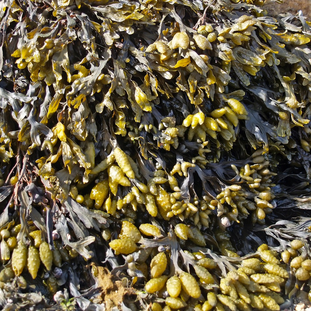 Close-up of seaweed with a focus on texture and color variations.