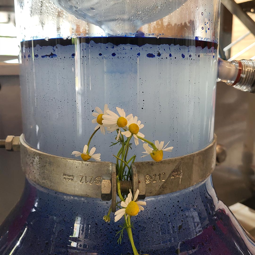 Essenciagua German Chamomile Organic Essential Oil, 2ml - Elliotti