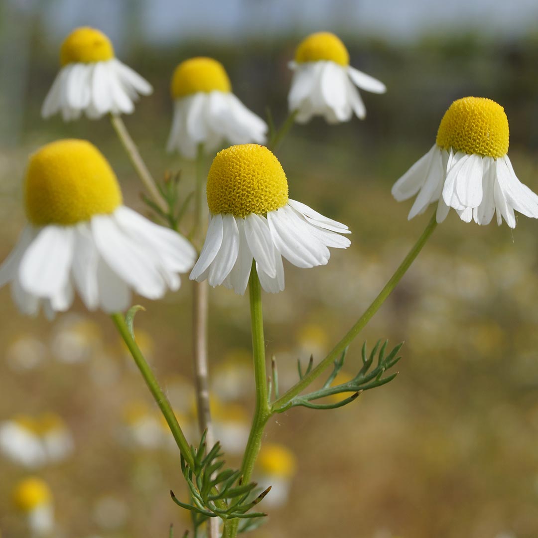 Essenciagua German Chamomile Organic Essential Oil, 2ml - Elliotti