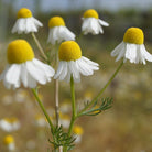 Essenciagua German Chamomile Organic Essential Oil, 2ml - Elliotti